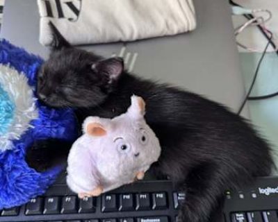 Stray 2 - Domestic Shorthair Male Cat for Adoption
