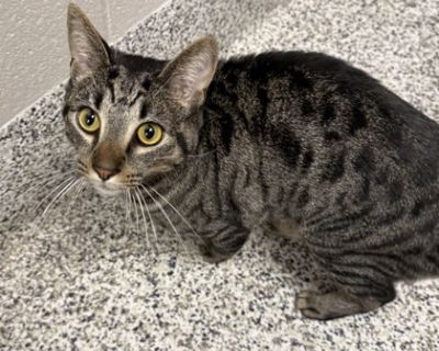 Meet the dynamic duo Dubai and Po! These brothers are the sweetest boys and love to give love to their humans! Dubai and Po were with us at the shelter when they were just young kittens. They recently returned to us due to allergies in the home, no fault of their own! These boys seem to have no problem adjusting to new environments and were outgoing from the start! Their previous owners stated ...
