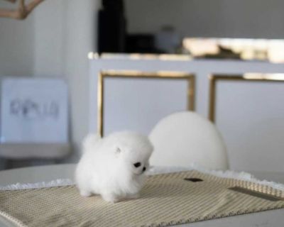 Cute tinny teacup pomeranian puppy