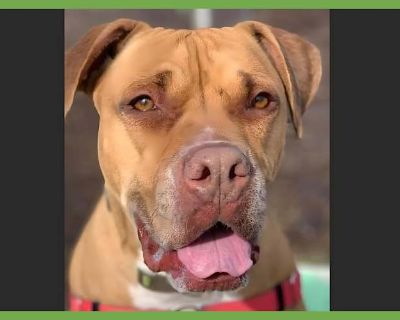 Jax - Boxer/Pit Bull Terrier Mix Male Dog for Adoption