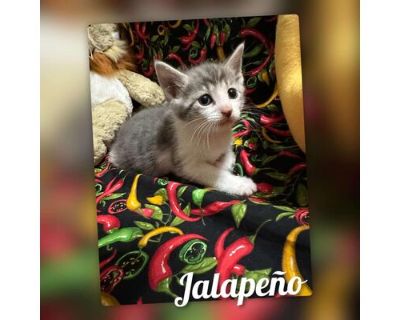 Jalepeno - Domestic Shorthair Male Cat for Adoption