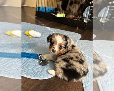 Maverick - Miniature Australian Shepherd Male Puppy for Sale