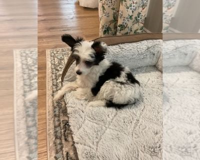 Lily - Chinese Crested Female Puppy for Adoption