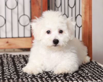 Craigslist bichon puppies for 2024 sale