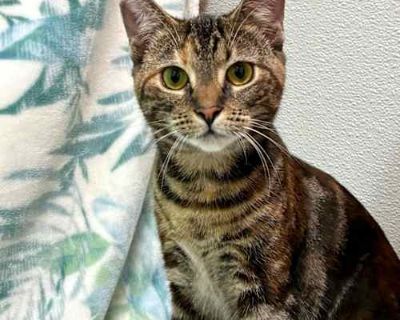 Saber, Katana, and Gladius are waiting to meet you! These 5-month-olds are working on building their confidence and making great strides. They are ready to continue blossoming with their new families! Saber, Katana, and Gladius are very playful and will keep you laughing with their silly antics and fancy moves. These three do well with other cats and may benefit from going to a home with anothe...