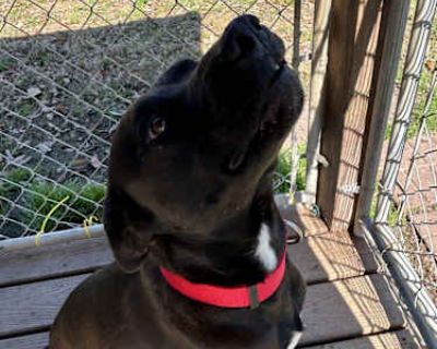 Shadow - Labrador Retriever/Labrador Retriever Mix Male Dog for Adoption