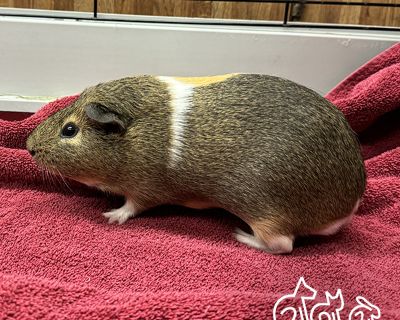 PINTO - Guinea Pig Male for Adoption