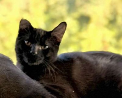 I m Cocoa, a 6-month-old Gemini with more personality than your favorite Netflix lead. Once upon a time, I was a total disaster - wounds, fleas, drama galore - but now I m sleek, sassy, and living my redemption arc. I m equal parts cuddle bug and chaos gremlin, with a soft heart beneath the sparkle. My hobbies include couch-top strolls, dog teasing (tastefully done), kid-watching, and 3 a.m. zo...