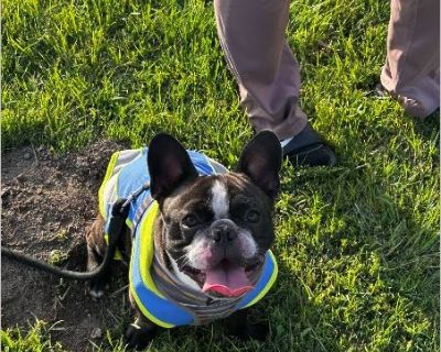 Champ - Male Puppy French Bulldog for Adoption