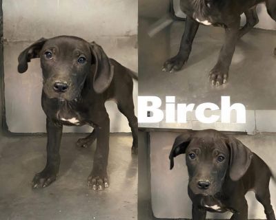 Meet Birchwood! He was born around 7/27/25 and is a Boxer mix. They have had a rough time but made it through. He is playful, loving pup that is ready for the perfect forever home. He is neutered, dewormed, current flea/tick/heartworm prevention, age appropriate vaccines and microchipped. If interested, please complete an application found on website or follow link. Phelpscountyanimalrescue.net...