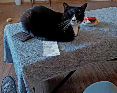 Looking for a temporary foster home for this furry therapy friend of mine. He's a