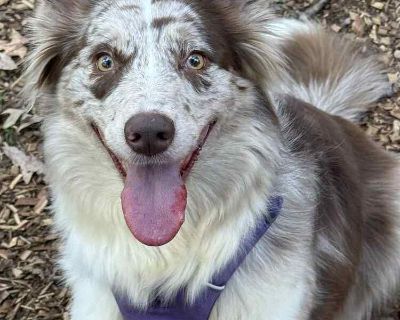 Mo Mo is READY for her FUREVER HOME! Meet the prettiest, happiest girl around...MoMo!! Mo is an energetic Aussie/Border Collie mix and almost 50/50!! She offers the snuggles and stoicism of an Aussie and the focused overdrive of a Border Collie. This 5 year old girl will make a most excellent companion in an active home. Her favorite things are hikes, car rides, pup cups and soccer. She is loca...