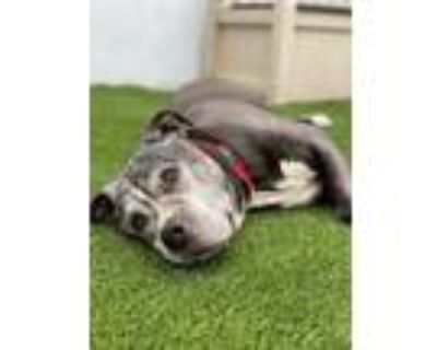 Adopt Morty a Gray/Silver/Salt & Pepper - with White Pit Bull Terrier / Mixed