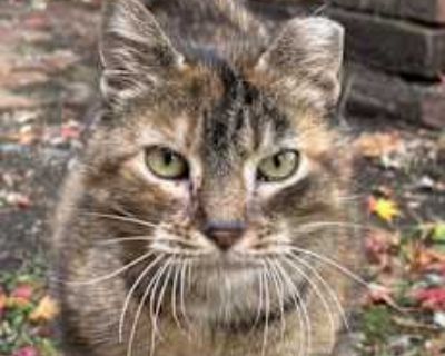 Lilly - American Wirehair Female Cat for Adoption