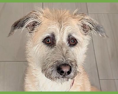 Boba - Terrier & Wheaten Terrier Mix Female Dog for Adoption