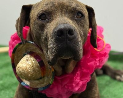 Choco - Tosa Inu & Pit Bull Terrier Mix Male Dog for Adoption