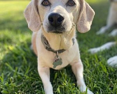 Brady - Beagle Dog for Adoption