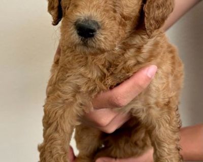 Litter of 10 F1b Goldendoodle Puppies