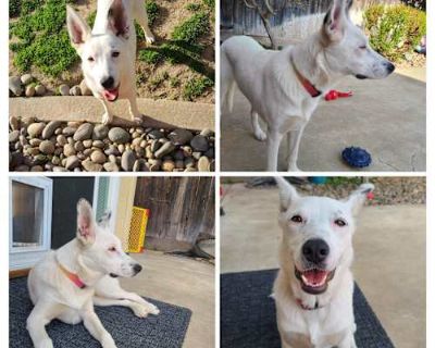 Sammie - Cattle Dog Female Puppy for Adoption