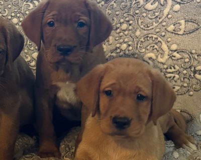 2 Male and 4 Female Labrador Retriever Puppies for Sale