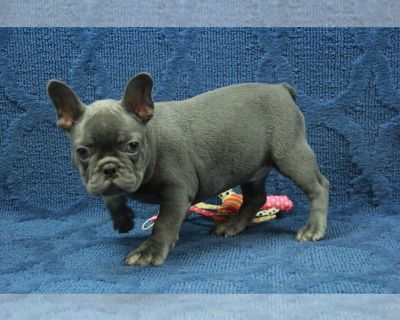 Marty - French Bulldog Male Puppy for Sale