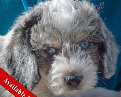 AVAILABLE SOON! I haven t arrived at the adoption center just yet - I m getting ready for adoption! Please fill out an adoption application if you d like to meet me once I m available. Born: September 15, 2025 I am looking for my forever home. Adoption Donation: $700 My litter includes: Valor, Vigor, and Virtue All dogs are microchipped, neutered, current on all vaccines, heartworm tested (if a...