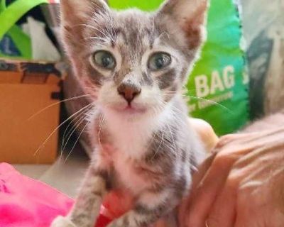 Greyson - American Shorthair Male Kitten for Adoption