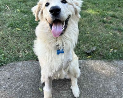 George - Great Pyrenees Male Dog for Adoption