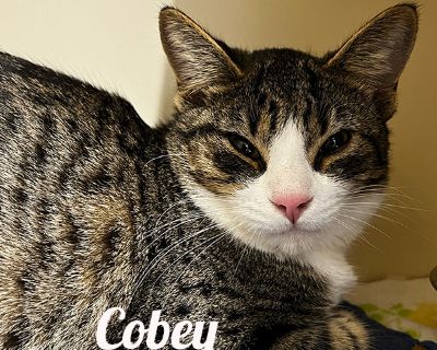 Cobey - Domestic Short Hair Male Cat for Adoption