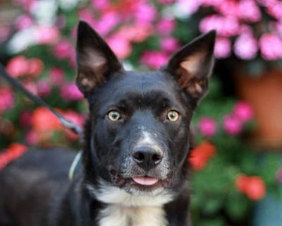 Burt - Border Collie/Mountain Cur Mix Male Dog for Adoption