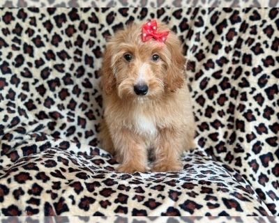 Minnie - Goldendoodle (Miniature) Female Puppy for Sale