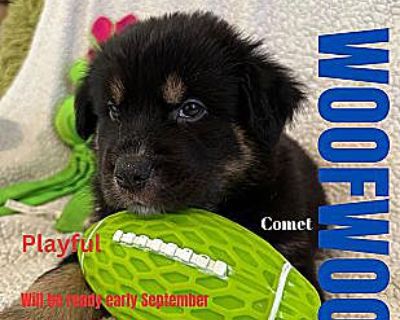 Comet - Australian Shepherd/Border Collie Mix Male Puppy for Adoption