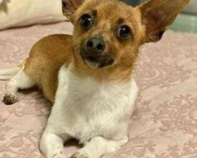 PJ - Chihuahua/Dachshund Mix Male Dog for Adoption