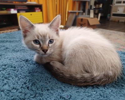 Siamese kittens