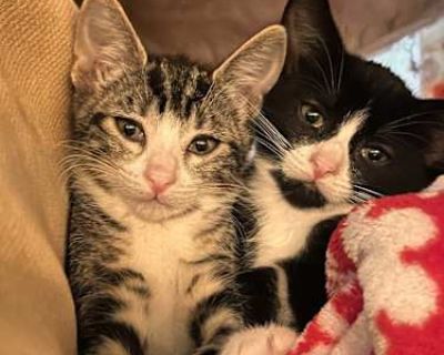 Daisy is 12 weeks old. We got her from my co workers mother s cat s litter. Daisy is curious and loves to play. She lets us pet her and handle her just fine. She is hitting, swatting, and hissing at our 1 year old maltipoo a lot though, and he is scared of her. So unfortunately we are looking to rehome her. Her sister is Princess (black and white tuxedo, short hair) (from the same litter), and ...
