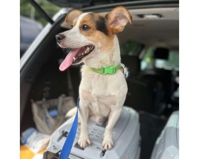 Bub - Jack Russell Terrier/Pembroke Welsh Corgi Mix Male Dog for Adoption