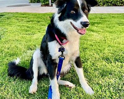 Sunflower - Border Collie Female Dog for Adoption