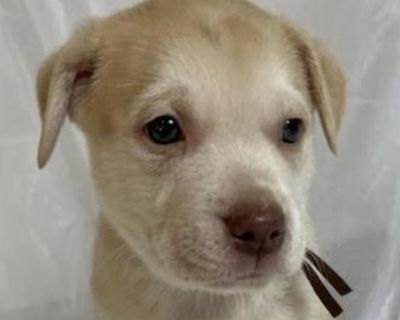 Haynes Quarterback - Boxer & Labrador Retriever Mix Male Puppy for Adoption