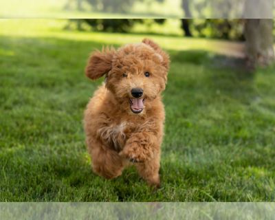 Teddy - Goldendoodle (Miniature) Male Puppy for Sale