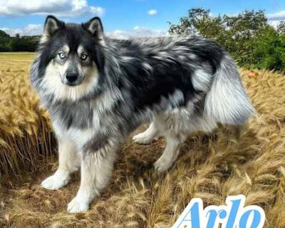 Arlo - Husky/Mixed Breed (Medium) Mix Male Dog for Adoption