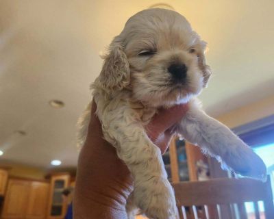 1 Male Cocker Spaniel Puppy for Sale