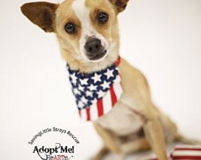 Tayson - Beagle/Chihuahua Mix Male Dog for Adoption