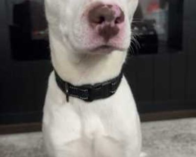 Gringo - Shepherd (Unknown Type)/American Pit Bull Terrier Mix Male Dog for Adoption