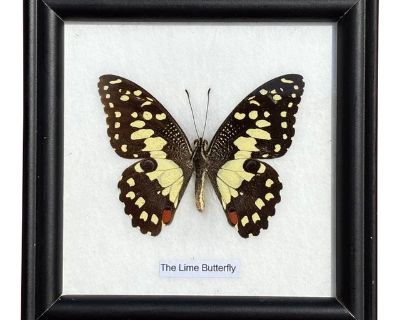 The Lime Butterfly A beautiful bit of taxidermy...gorgeous large specimen of a monarch type butterfly. Simple, lovely gallery style presentation in a modest black frame. 5" square. Would be wonderful on an easel as part of a larger display of beloved objects. In keeping with Aesop's fable, Fox and Crow's Motto is "Beware of False Flattery!" So, with each listing we offer a true confession about...