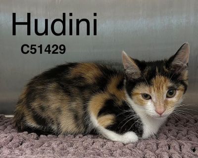 Hudini - Domestic Short Hair Mix Female Cat for Adoption