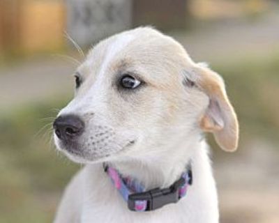 Blanche - Golden Retriever Female Puppy for Adoption