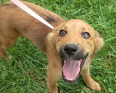 Jasmine B - Shepherd (Unknown Type)/Retriever (Unknown Type) Mix Female Puppy for Adoption