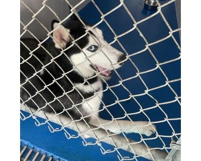 Jace - Husky Male Dog for Adoption