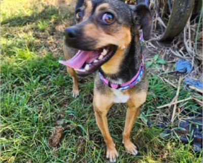 Hi, I'm Emmie and I'm delightful and the cutest Mini Pin & Chi mix little girl you'll ever meet! I'm 1-2 years old and I'm fully grown at 18 pounds. I'm living with an awesome Foster family on Long Island who say I'm full of 'personality' because I'm so happy and love everyone I meet. You can see my smiles in my pics - bring on the fun and happy times and I'm there! I get along great with other...