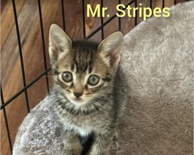 Ms Stripes - American Shorthair / Domestic Cat Female Kitten